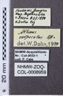 Etiketten zu Hemicrepidius vulpeculus (NHMW-ZOO-COL-0008959)